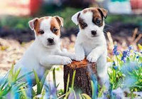 RAVENSBURGER 2x12 Puzzle Cute Little Furballs 056361
