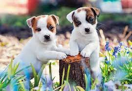 RAVENSBURGER 2x12 Puzzle Cute Little Furballs 056361
