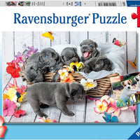 RAVENSBURGER 2x12 Puzzle Cute Little Furballs 056361